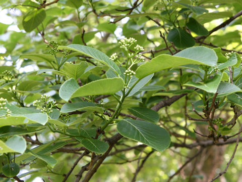 Ehretia dichotoma