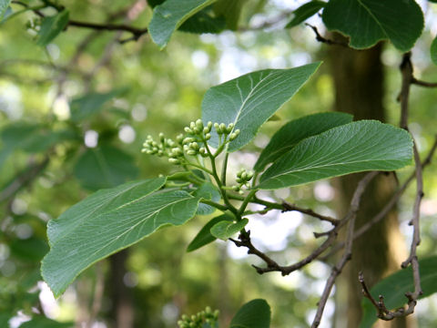 Ehretia dichotoma