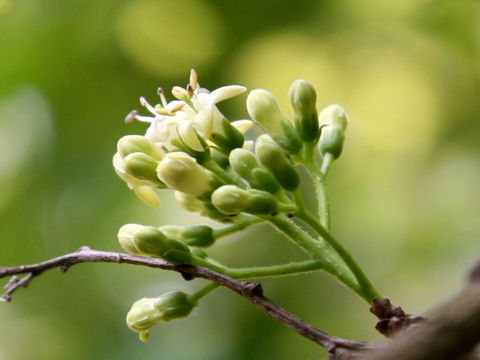 Ehretia dichotoma