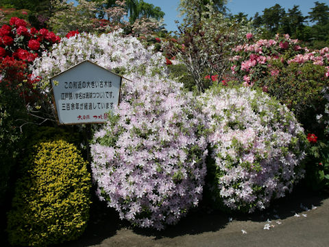 Rhododendron x mucronatum