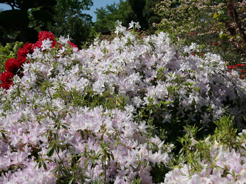 Rhododendron x mucronatum