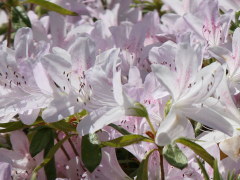 Rhododendron x mucronatum