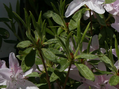 Rhododendron x mucronatum