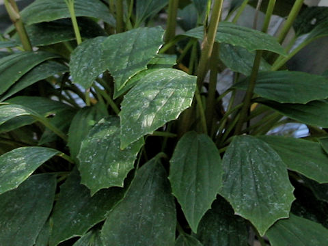 Farfugium japonicum var. luchuense