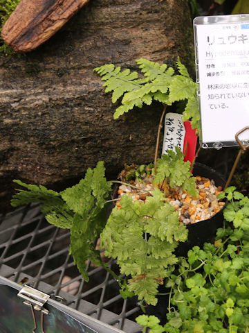 Hypodematium fordii