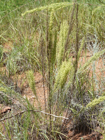 Artemisia campestris