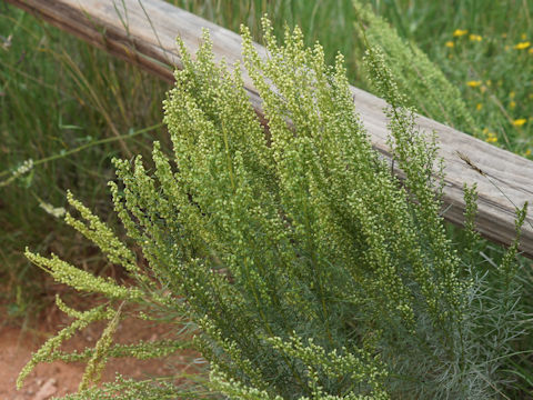 Artemisia campestris