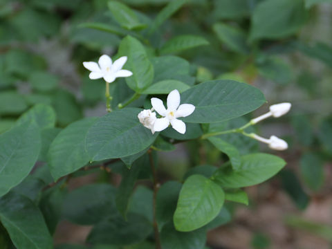 Wrightia zeylanica