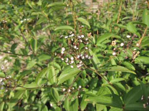 Ceanothus americanus