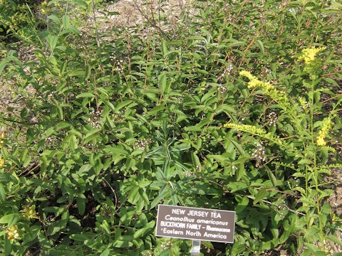 Ceanothus americanus