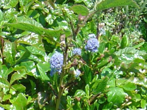 Ceanothus foliosus