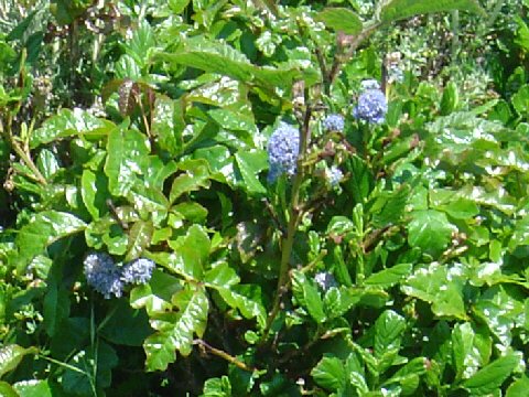 Ceanothus foliosus