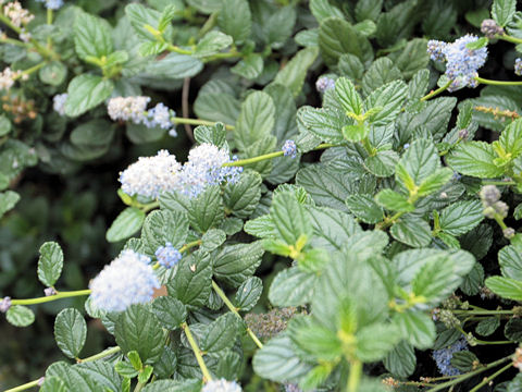 Ceanothus sp.