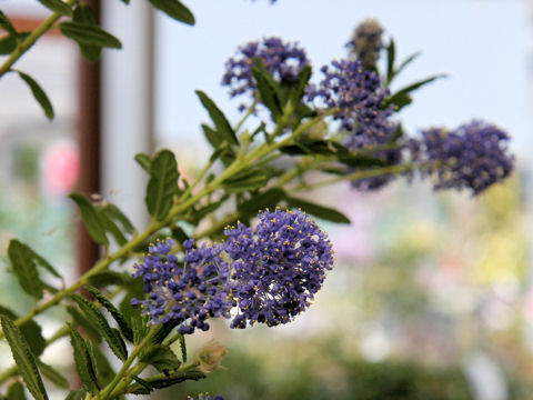 Ceanothus cv. California Lilac