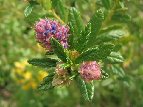 Ceanothus thyrsiflorus var. repens