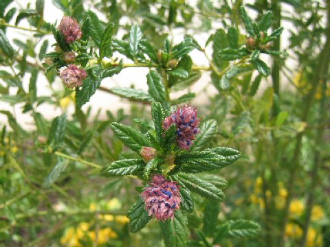 Ceanothus thyrsiflorus var. repens