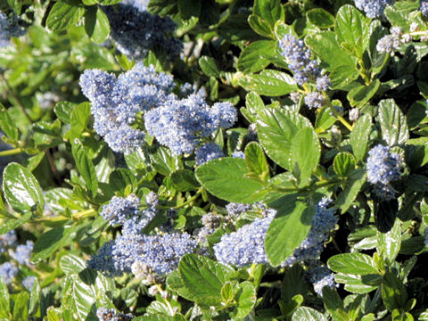 Ceanothus cuneatus var. rigidus