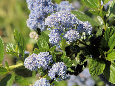 Ceanothus cuneatus var. rigidus