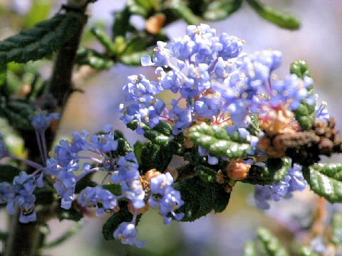 Ceanothus cuneatus var. rigidus