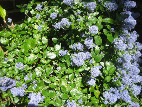 Ceanothus cuneatus var. rigidus