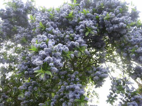 Ceanothus cuneatus var. rigidus