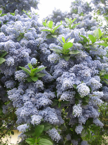 Ceanothus cuneatus var. rigidus