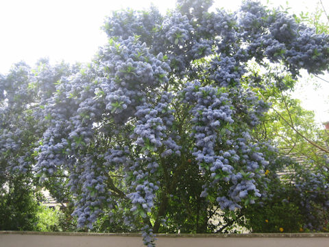 Ceanothus cuneatus var. rigidus