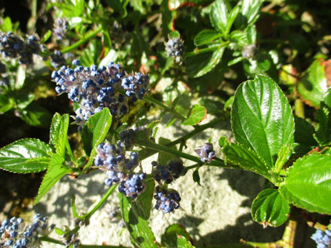 Ceanothus cuneatus var. rigidus