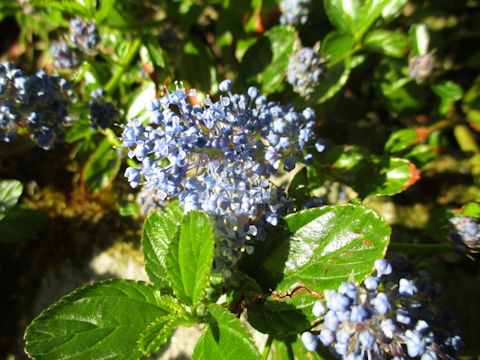 Ceanothus cuneatus var. rigidus