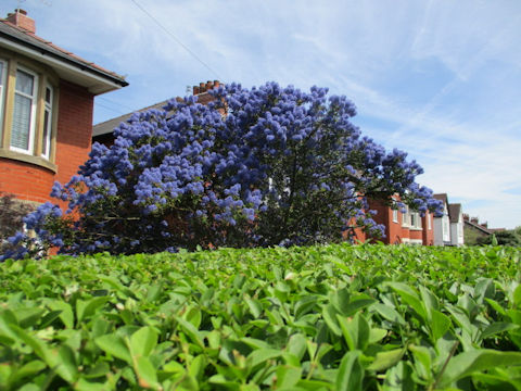 Ceanothus cuneatus var. rigidus