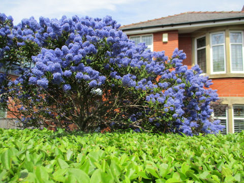 Ceanothus cuneatus var. rigidus