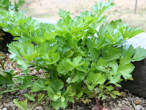 Apium graveolens var. dulce