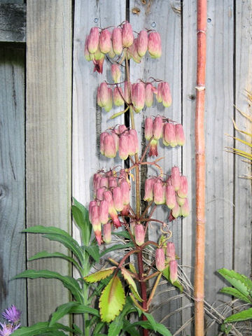 Kalanchoe pinnata