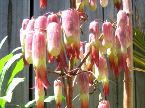 Kalanchoe pinnata