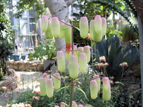 Kalanchoe pinnata