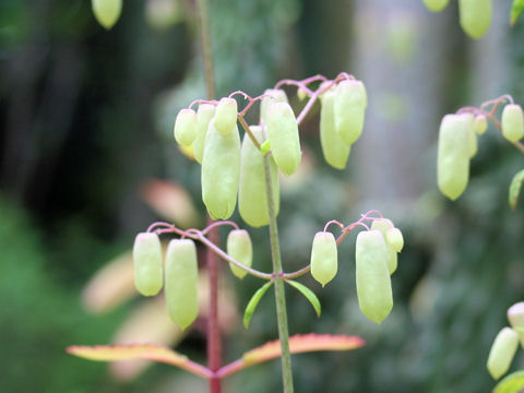 Kalanchoe pinnata