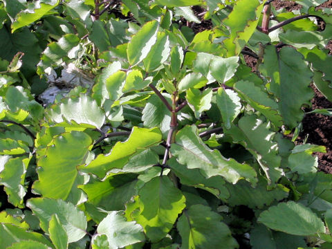 Kalanchoe pinnata