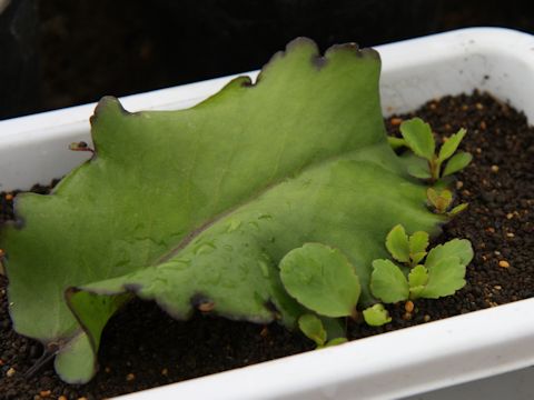 Kalanchoe pinnata