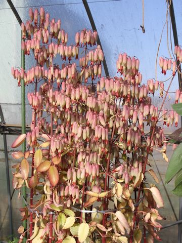 Kalanchoe pinnata