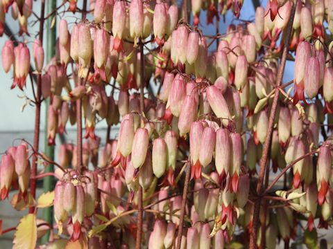 Kalanchoe pinnata