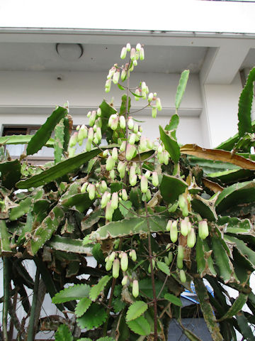 Kalanchoe pinnata