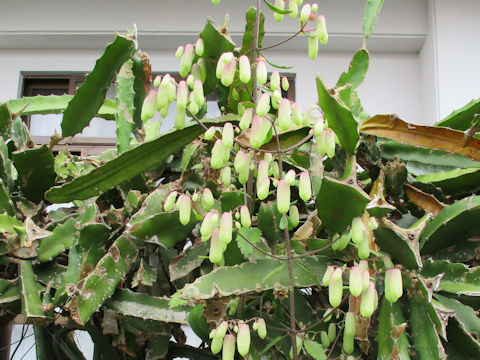 Kalanchoe pinnata