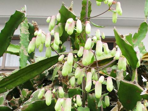 Kalanchoe pinnata