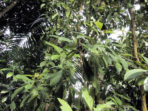 Ardisia elliptica