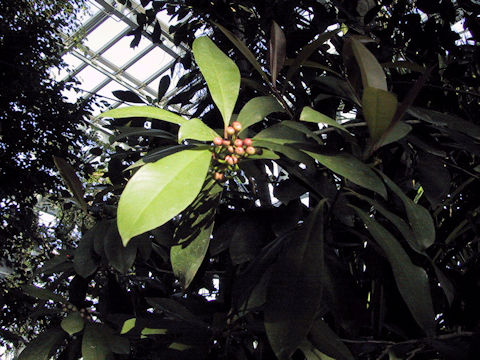 Ardisia elliptica