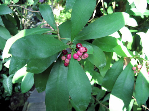 Ardisia elliptica