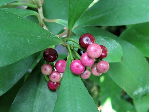 Ardisia elliptica