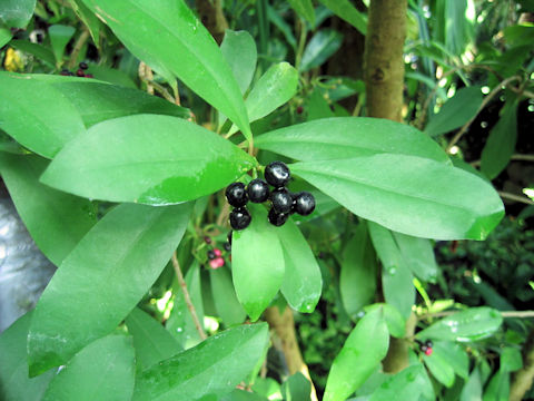 Ardisia elliptica