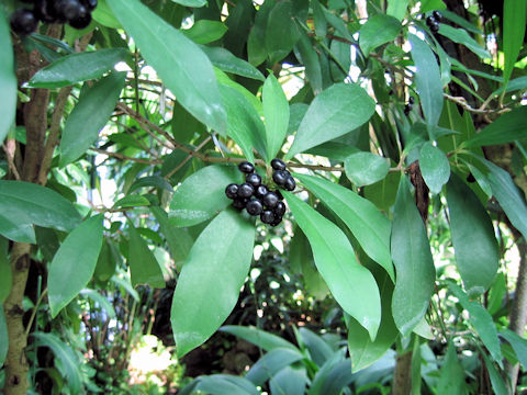 Ardisia elliptica