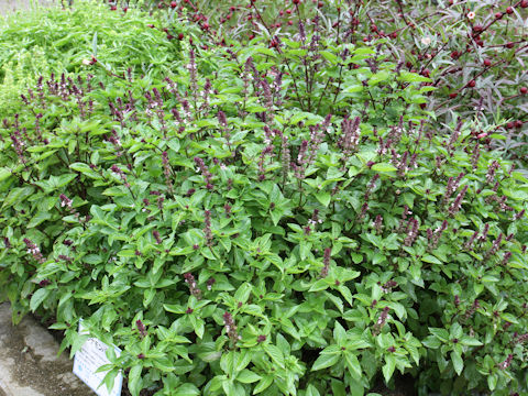 Ocimum basilicum cv. Cinnamon